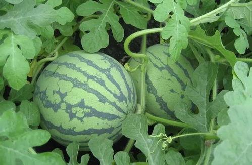 武汉情侣吃瓜事件详情,一场意外引发的舆论风波