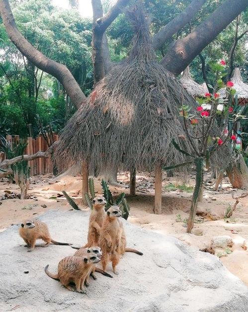 吃瓜獴,揭秘热带雨林中的“美食侦探”