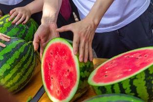 南阳师范体院吃瓜,一场校园“吃瓜”事件的背后真相