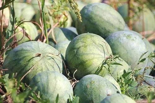 山王应援场吃瓜,一场吃瓜盛宴背后的故事