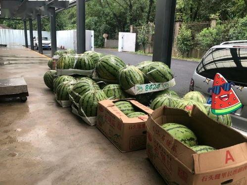 上海吃瓜墙,揭秘都市生活百态