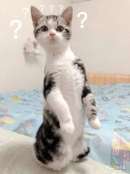 四只猫吃瓜,四猫瓜界风云录