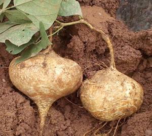 孕期可以吃土瓜吗,土瓜食用指南