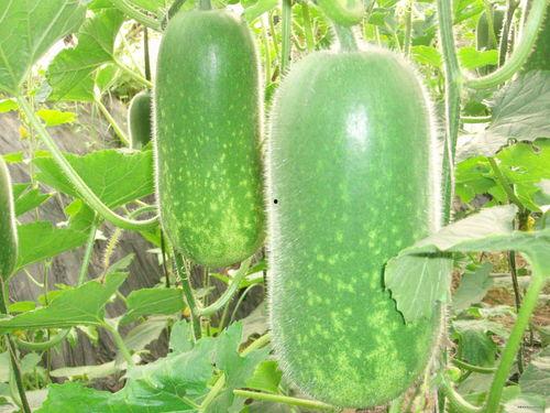 小屹屹吃瓜,小屹屹的夏日吃瓜日记