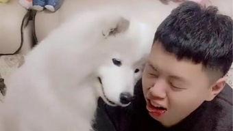 apple dog吃瓜,瓜界新宠，揭秘网红瓜王背后的故事