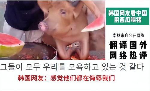 吃外国人瓜直播,吃外国人瓜背后的网络现象与社交心理
