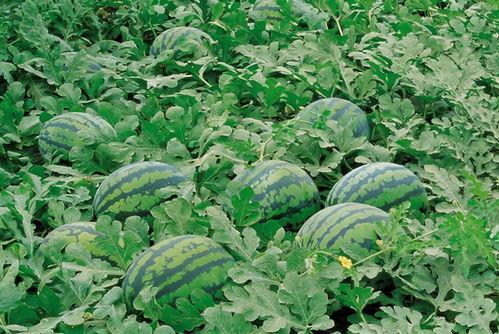 吃瓜青莲,揭秘娱乐圈的甜蜜与苦涩