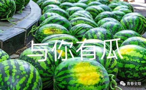 陕西吃瓜大学,吃瓜文化下的校园生活剪影