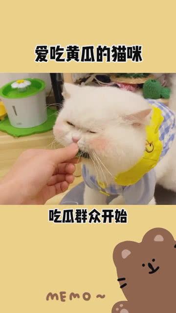 吃瓜群众开头图片,吃瓜群众视角下的娱乐圈风云录