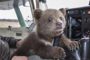 吃瓜小熊赶飞机,一场趣味横生的冒险