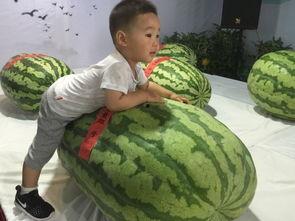 滨海小胖吃瓜事件,揭秘网络舆论的狂欢与反思