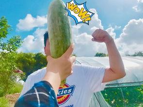 吃瓜原创网红,揭秘吃瓜原创网红的爆红之路