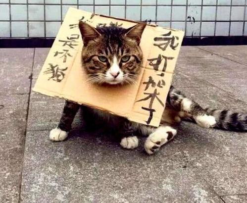 猫咪吃瓜群众反应