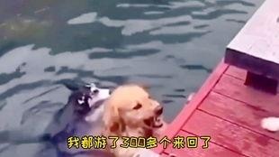 二哈当吃瓜群众,笑料百出！