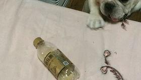 狗吃月饼哈密瓜,萌宠美食大揭秘