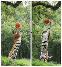 老虎吃瓜头像高清,笑谈世间百态