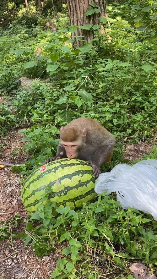 猴瓜尖怎么吃,猴瓜尖的多样食用方法探索