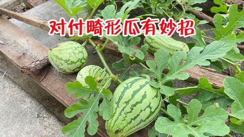 吃瓜长瓜旁边叶子要摘吗