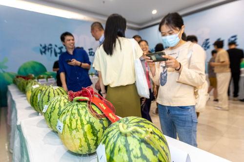 浙江吃瓜老师,揭秘校园里的麻辣鲜香趣事