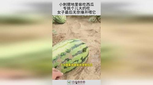 无可奈何的吃瓜,揭秘那些让人哭笑不得的吃瓜瞬间