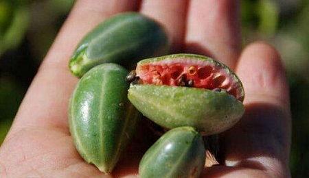 喝酒前吃葛瓜,揭秘喝酒前吃葛瓜的神奇效果