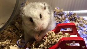 山东吃瓜小仙女,揭秘山东美食背后的故事