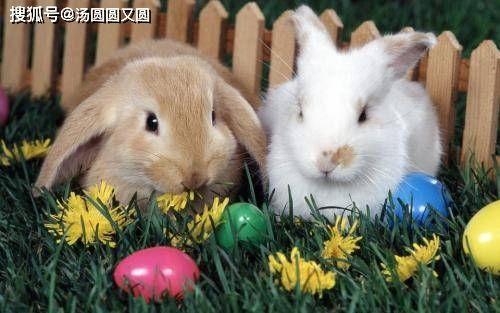 兔子偷瓜吃,一场田园趣事