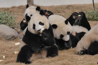 吃瓜系统熊猫人,揭秘吃瓜系统的趣味日常