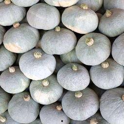 孕妇吃银栗瓜,银栗瓜助力孕妇营养与健康