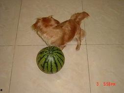 小狗吃贝贝瓜行吗,一场意外的美食冒险