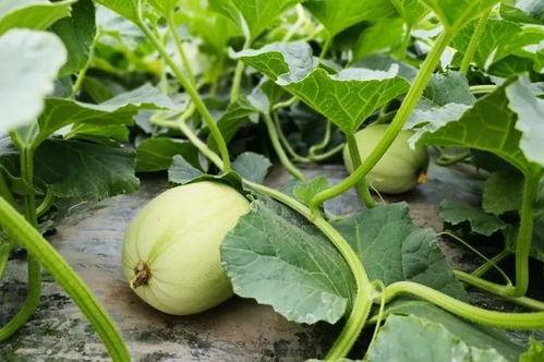 女生发 吃瓜 吃瓜