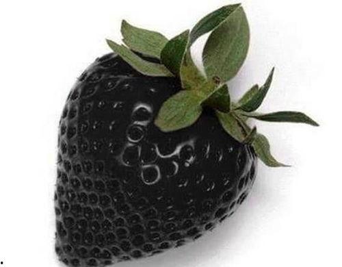 黑色玫瑰吃瓜13部,吃瓜13部，揭秘娱乐圈风云变幻