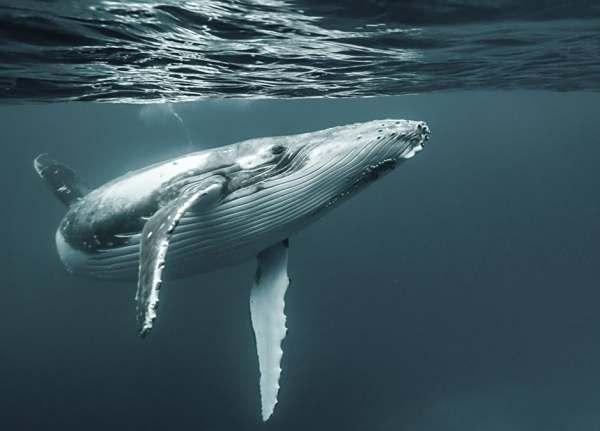 鲸吃瓜爱吃瓜是啥意思啊,揭秘鲸吃瓜爱瓜的趣味现象