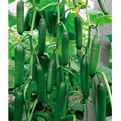 寿光东城天台吃瓜