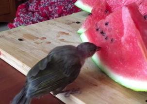 小鸟酱吃瓜盛宴,揭秘娱乐圈幕后故事