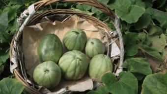 儿时吃的瓜,那些儿时记忆中的美味瓜果